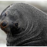 FurSeal