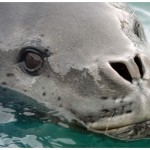 LeopardSeal6