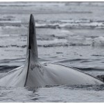 MinkyWhale