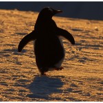 PenguinWalking