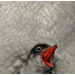 PinguinChicks