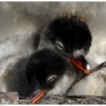 PinguinChicks1