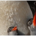 PinguinChicks2