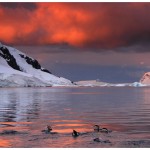 PinguinsJumping