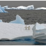 Pinguinsonice