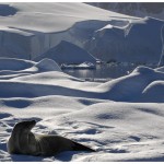 Seal