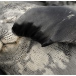 SealScratching