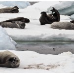 SealYoga