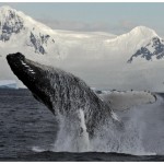 W-HumpbackWhale