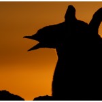 W-PenguinChickSilhoutte