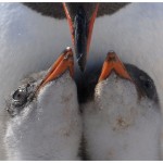 W-PenguinChicks