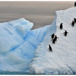 W-PenguinsOnIceberg