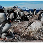 W-PenguinsPetermanIsland
