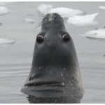 W-SealEyes