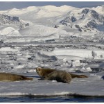 W-SealsonIce