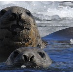 WElephantSeals1