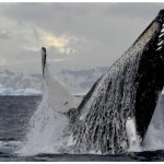 Whale