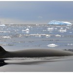 Whale1