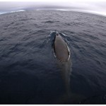 WhaleonBow